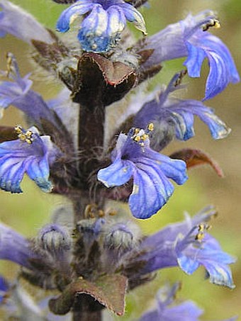 Ajuga reptans