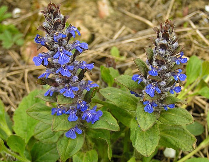 AJUGA REPTANS L. – zběhovec plazivý / zbehovec plazivý