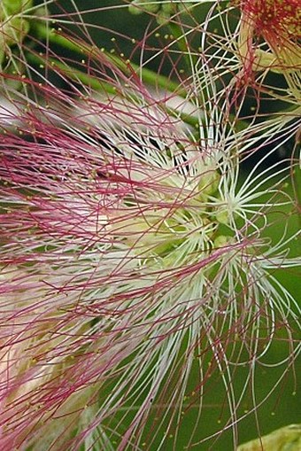 Albizia julibrissin