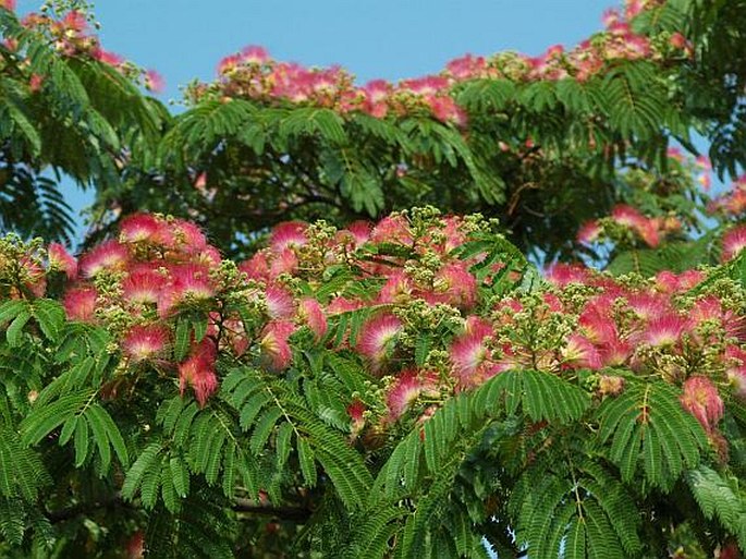 ALBIZIA JULIBRISSIN Durazz. - albízie