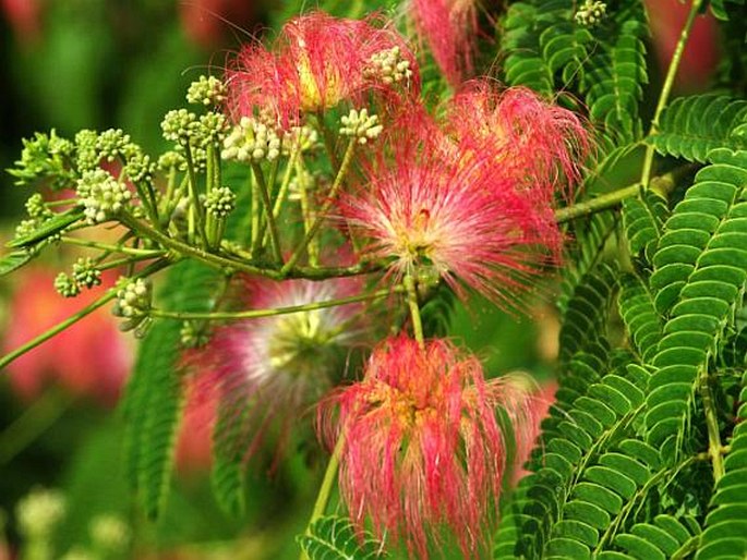 Albizia julibrissin