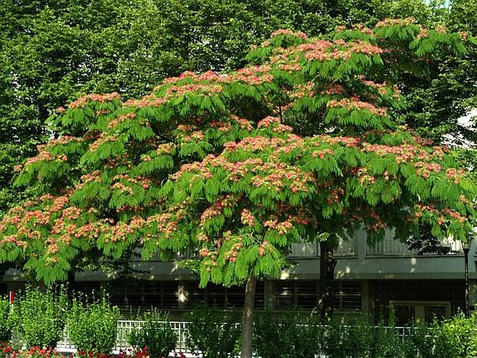 Albizia julibrissin