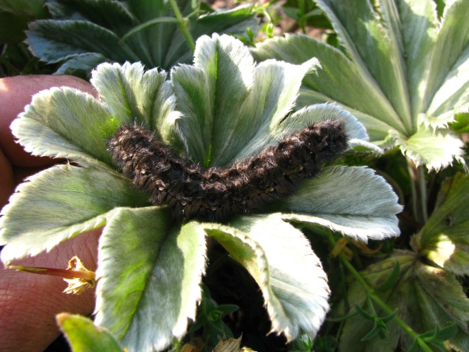 Alchemilla fischeri subsp. camerunensis