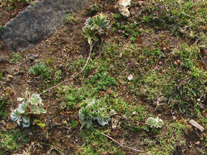 Alchemilla fischeri subsp. camerunensis