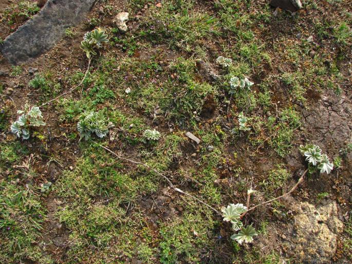 Alchemilla fischeri subsp. camerunensis