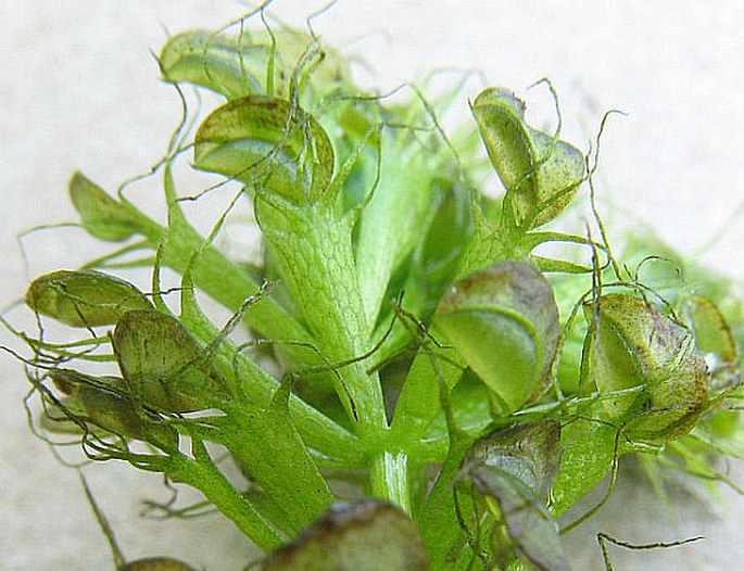 Aldrovanda vesiculosa