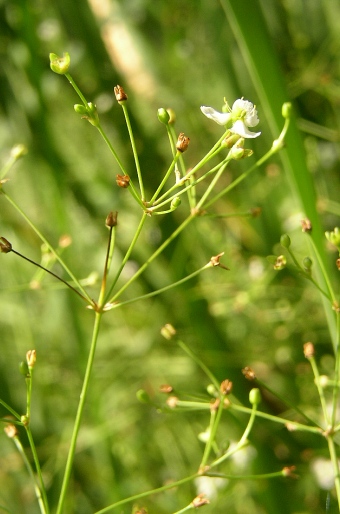 Alisma plantago-aquatica