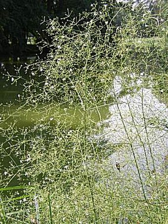 Alisma plantago-aquatica