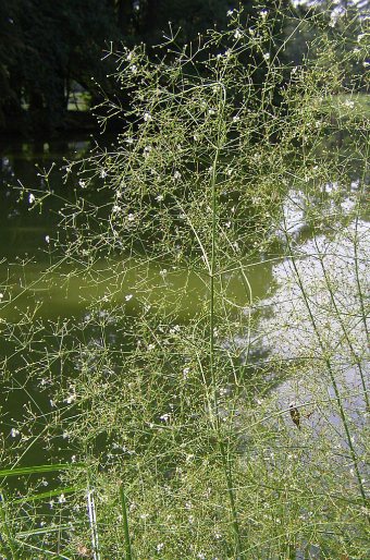 Alisma plantago-aquatica