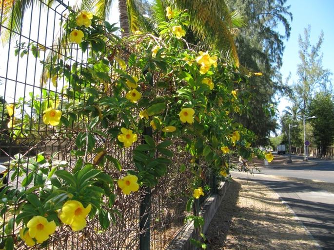 Allamanda cathartica