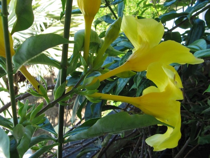 Allamanda cathartica