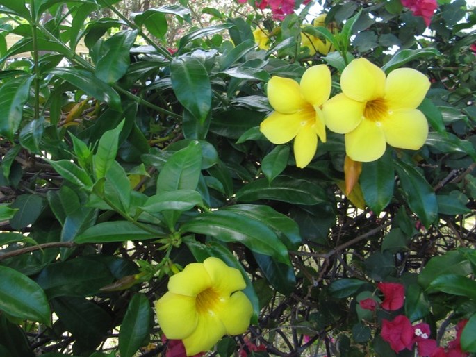 Allamanda cathartica