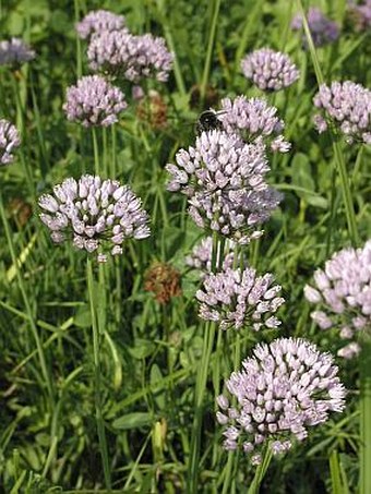 Allium angulosum