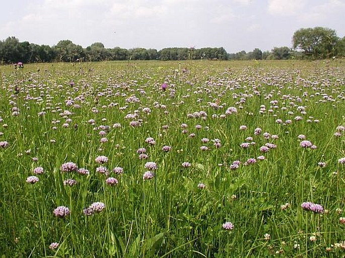 ALLIUM ANGULOSUM L. – česnek hranatý / cesnak hranatý