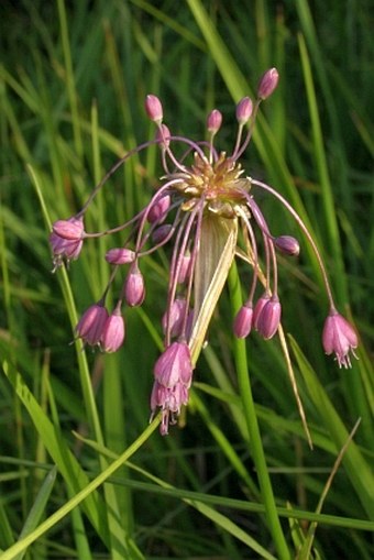 Allium carinatum