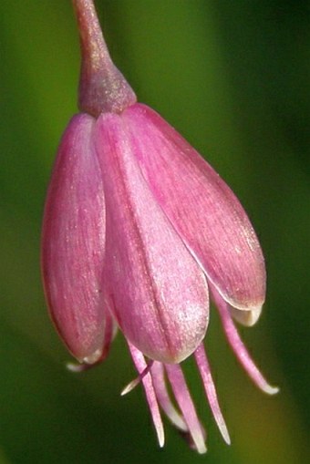 Allium carinatum