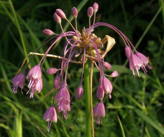 ALLIUM CARINATUM L. – česnek kýlnatý / cesnak člnkovitý