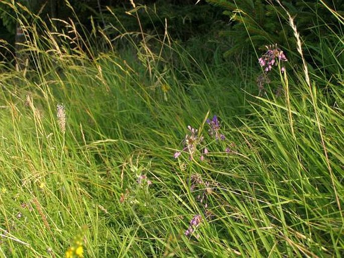 Allium carinatum