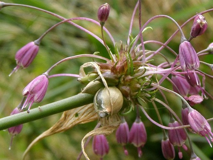 Allium carinatum