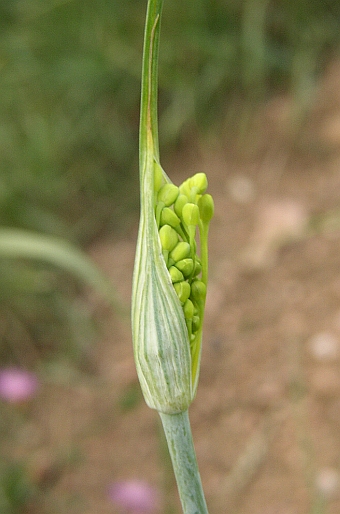 Allium flavum