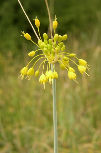 Allium flavum