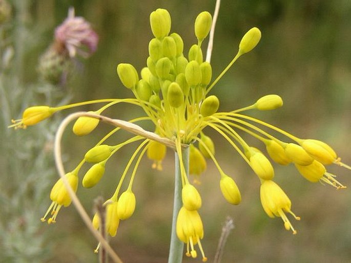 ALLIUM FLAVUM L. – česnek žlutý / cesnak žltý