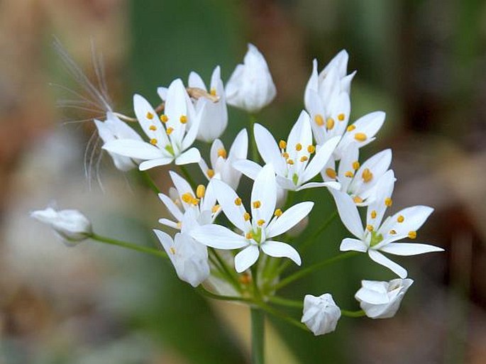 ALLIUM NEAPOLITANUM Cirillo – česnek / cesnak