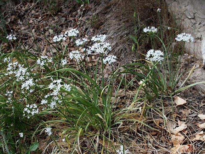 Allium neapolitanum