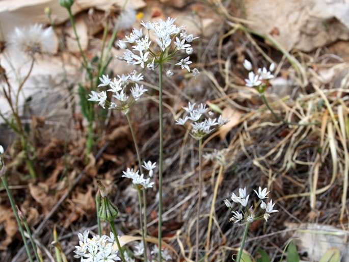 Allium neapolitanum