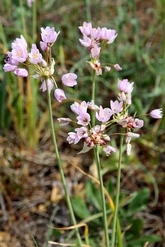 Allium roseum