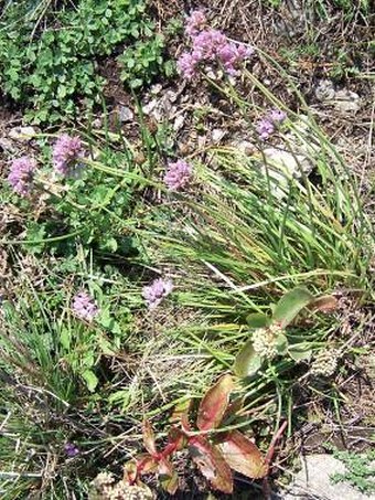 Allium senescens