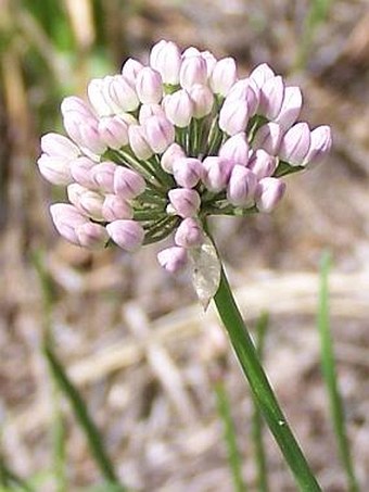 Allium senescens