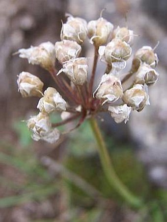 Allium senescens