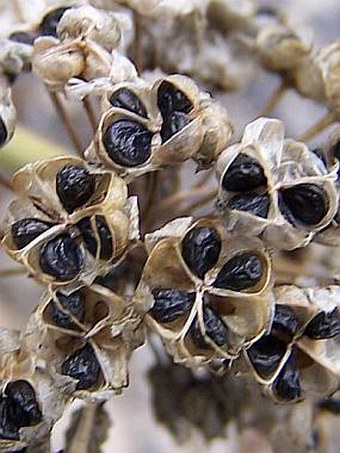 Allium senescens