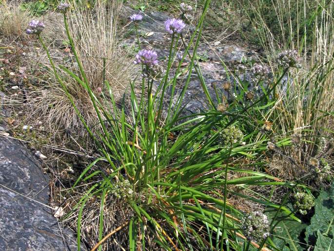 Allium senescens