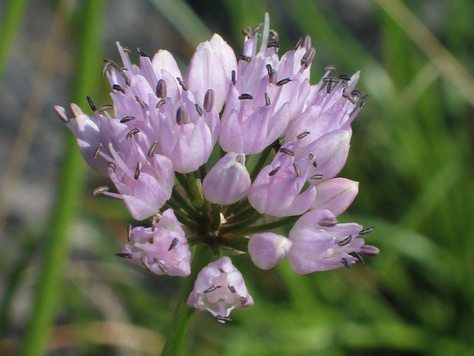 Allium senescens