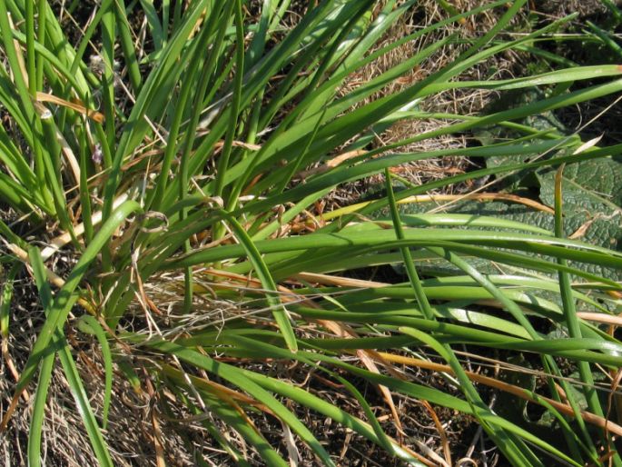 Allium senescens