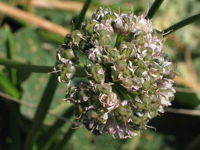 Allium senescens