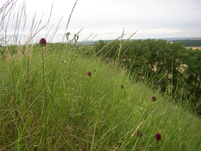 Allium sphaerocephalon