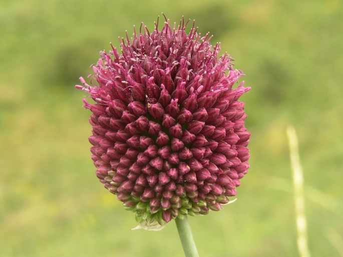 ALLIUM SPHAEROCEPHALON L. – česnek kulatohlavý / cesnak guľatohlavý