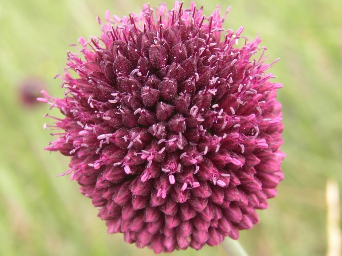 Allium sphaerocephalon