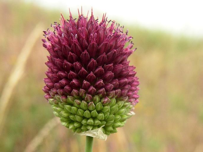 Allium sphaerocephalon