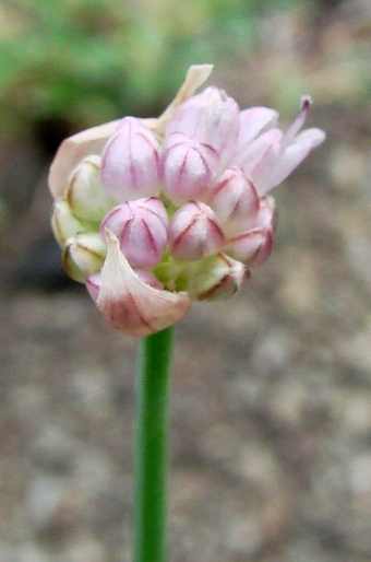 Allium strictum