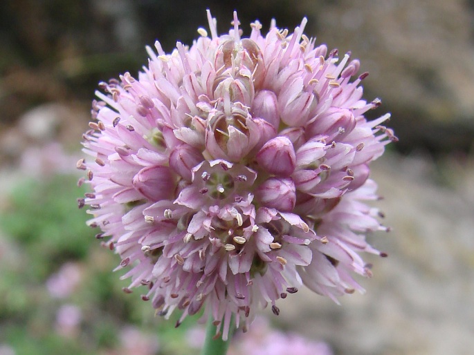 ALLIUM STRICTUM Schrader – česnek tuhý / cesnak tuhý