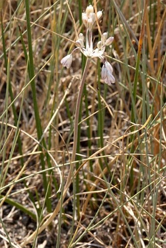 Allium telmatum