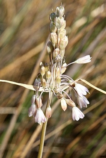 Allium telmatum