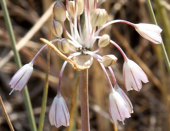 Allium telmatum