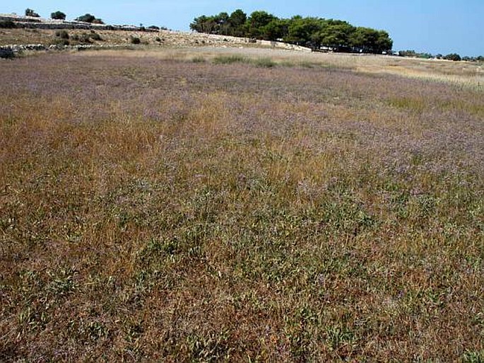 Allium telmatum