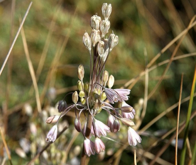 ALLIUM TELMATUM Bogdanović, Brullo, Giusso et Salmeri – česnek / cesnak