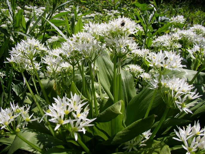 Allium ursinum